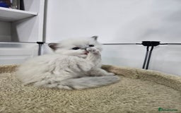 Ragdoll cats for sale: Purebred Blue Point Ragdoll Kittens 🩷💙 - Advert 19