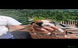 Boxer dogs for sale: Stunning kc registered boxer pups - Image 9