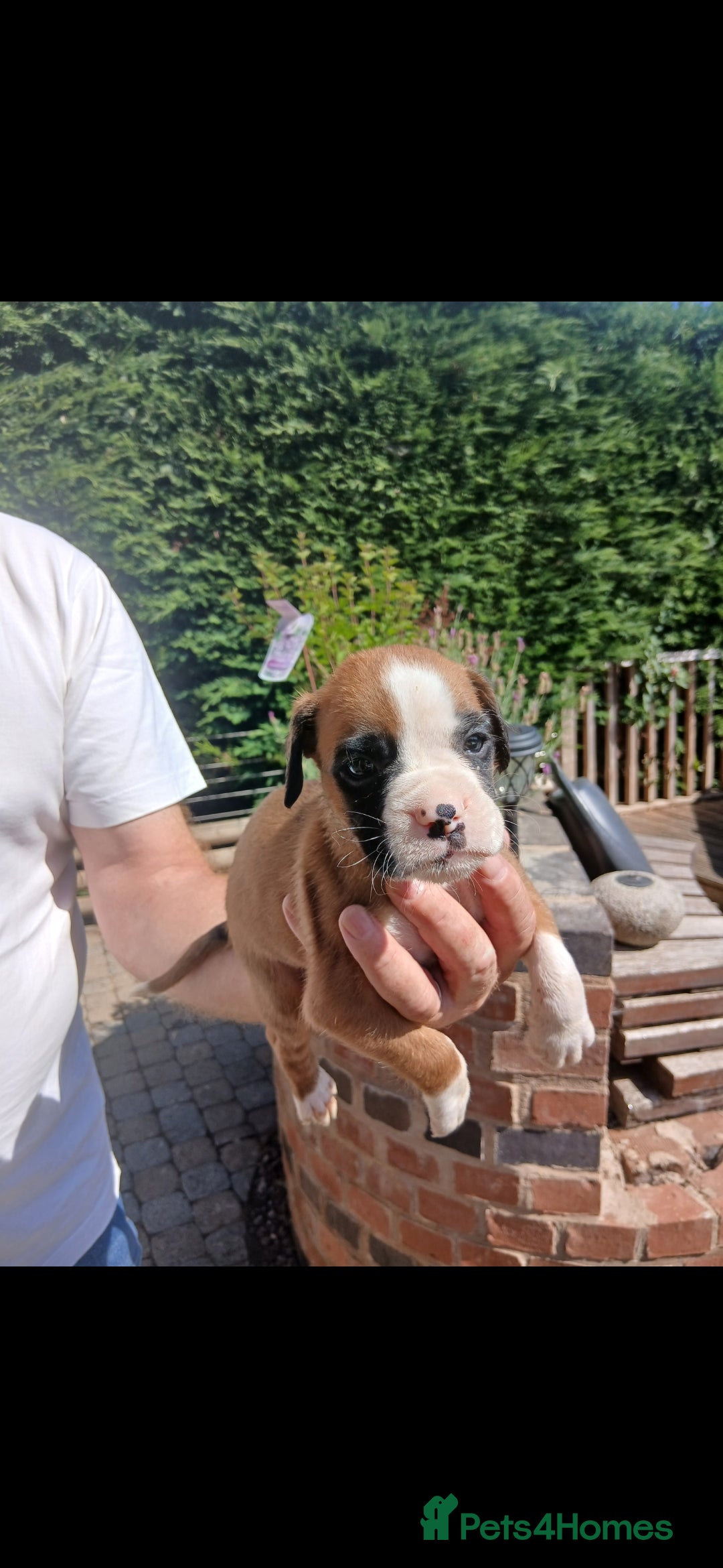 Boxer dogs for sale: Stunning kc registered boxer pups - Image 9