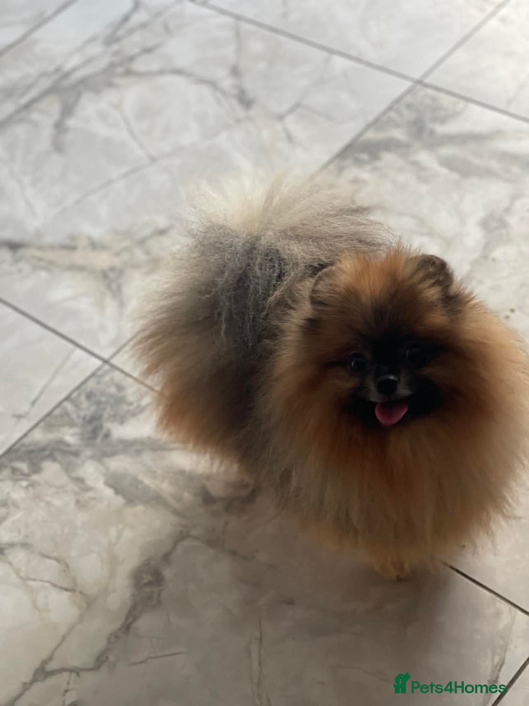 Pomeranian dogs for stud: Outstanding  kc Small Compact Orange Stud Boy in Pontefract - Advert 4