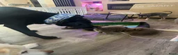 Chihuahua dogs for sale: READY NOW - Long coat chihuahua puppies - Advert 20