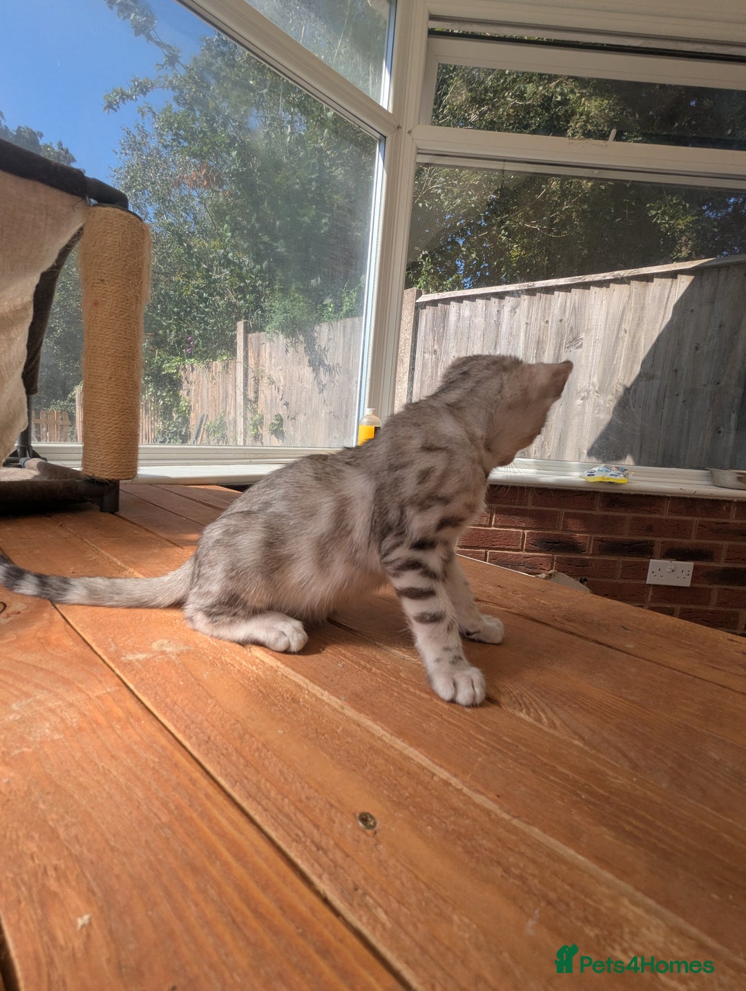 Bengal cats for sale: Bengal Kittens Purebred with Champion Lines  - Image 24