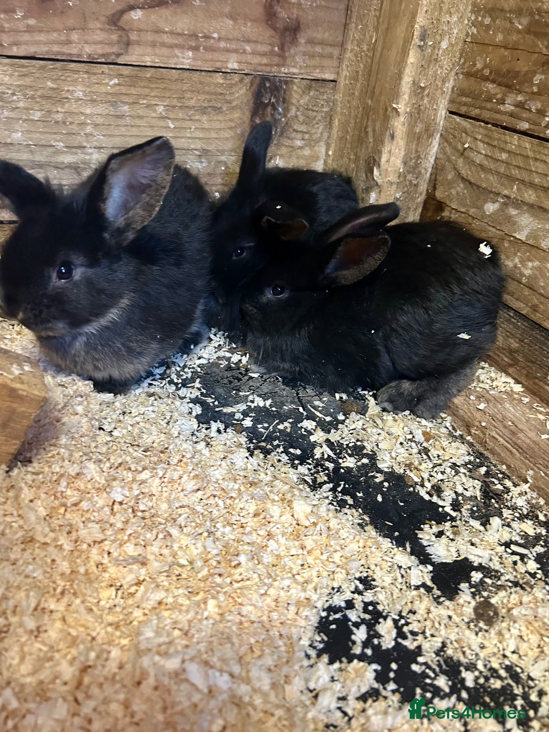 French Lop rabbits for sale: Mini French Lop Babies  - Advert 6