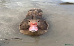 Ducks poultry for sale: Chocolate (only) Muscovy ducks and drakes - Image 5