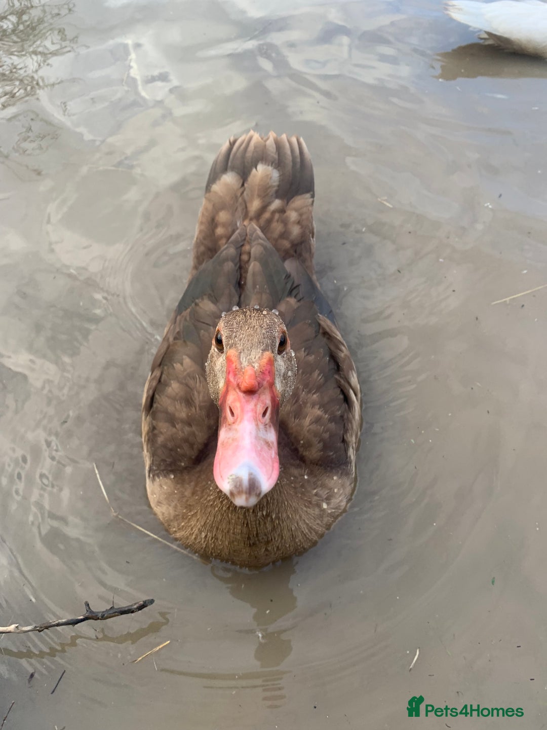 Ducks poultry for sale: Chocolate (only) Muscovy ducks and drakes - Image 5