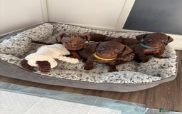 Miniature Dachshund dogs for sale: Beautiful miniature dachshunds  - Image 5