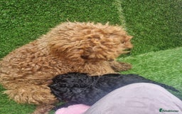 Miniature Poodle dogs for sale: Miniture poodle  - Image 2