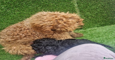 Miniature Poodle dogs - Advert 5