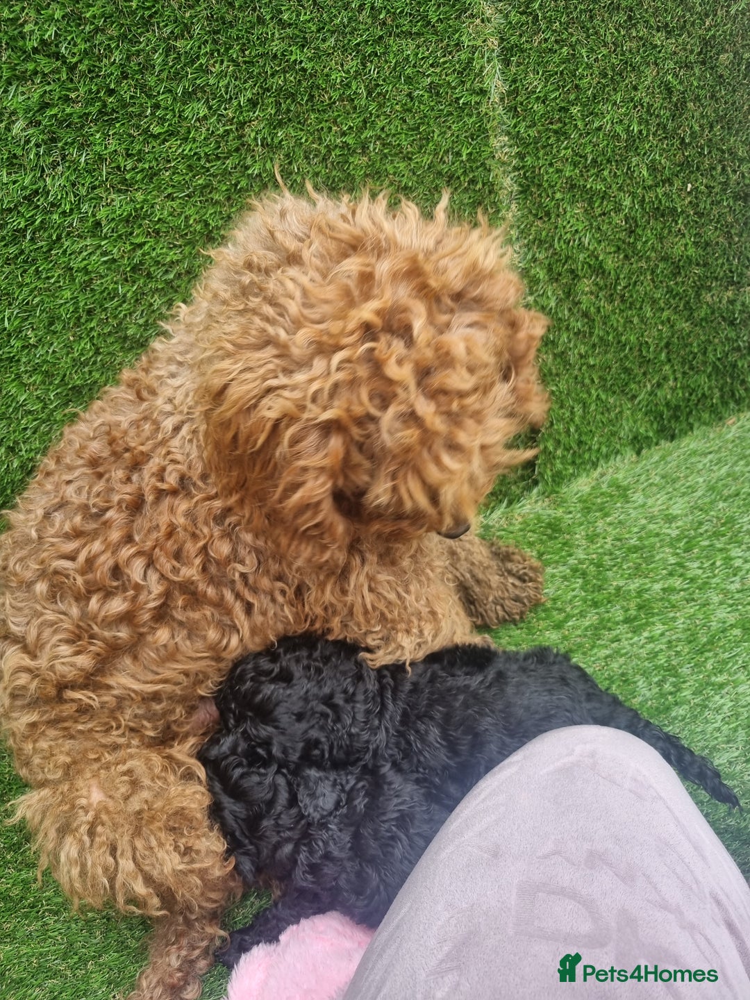 Miniature Poodle dogs for sale: Miniture poodle  - Image 2