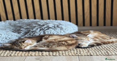 Siberian cats - Advert 12