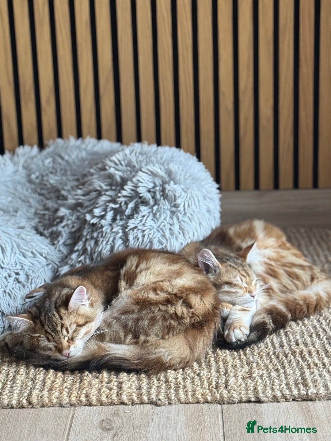 Siberian cats for sale: 2 Siberian kittens ready for collection - Image 2