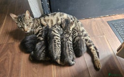 Bengal cats for sale: Mix breed Bengal + Tabby - Image 1