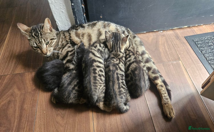 Bengal cats - Advert 14