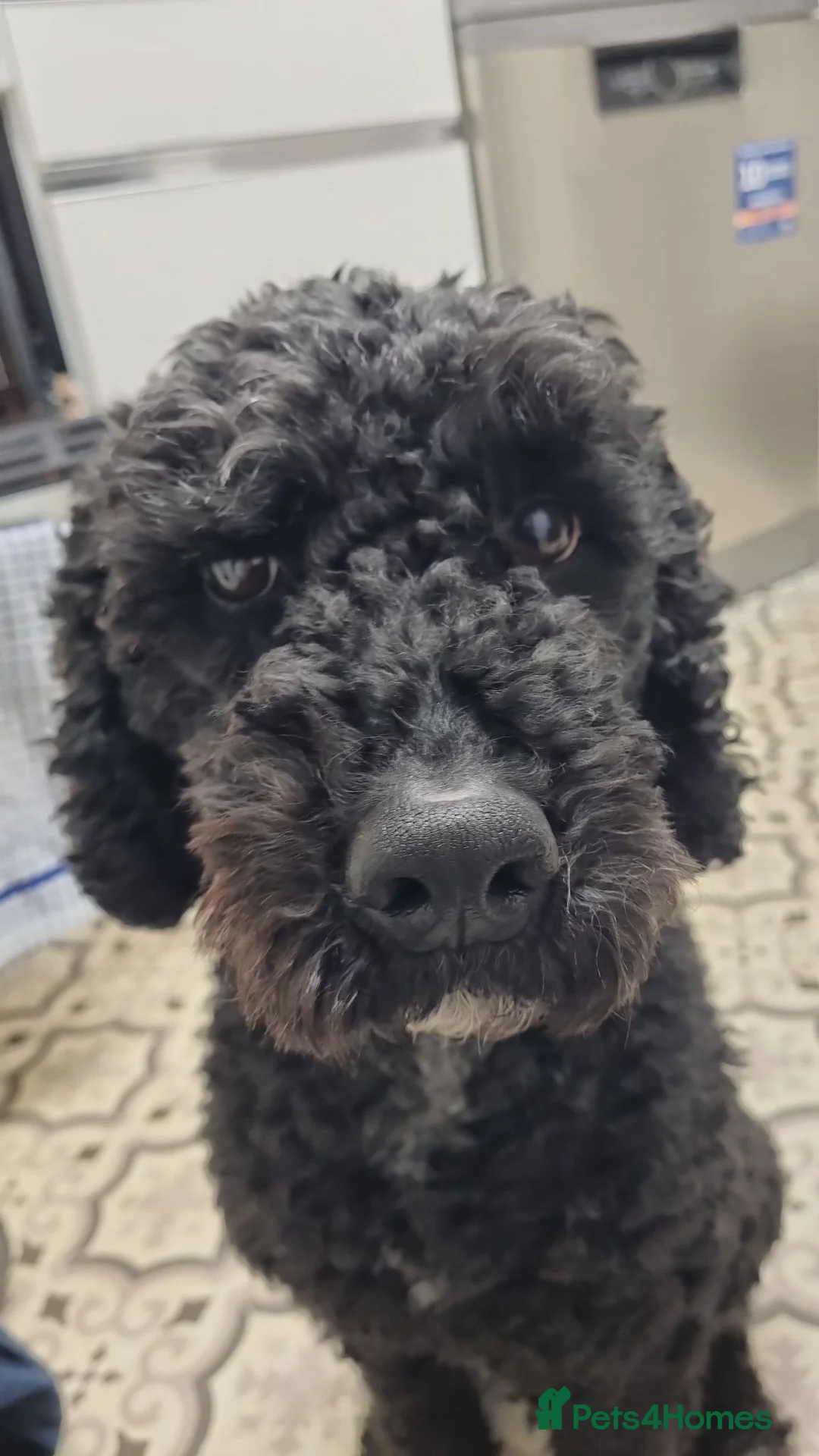 Miniature Poodle dogs for stud: 5 yr old KC registered black miniature poodle stud - Advert 1