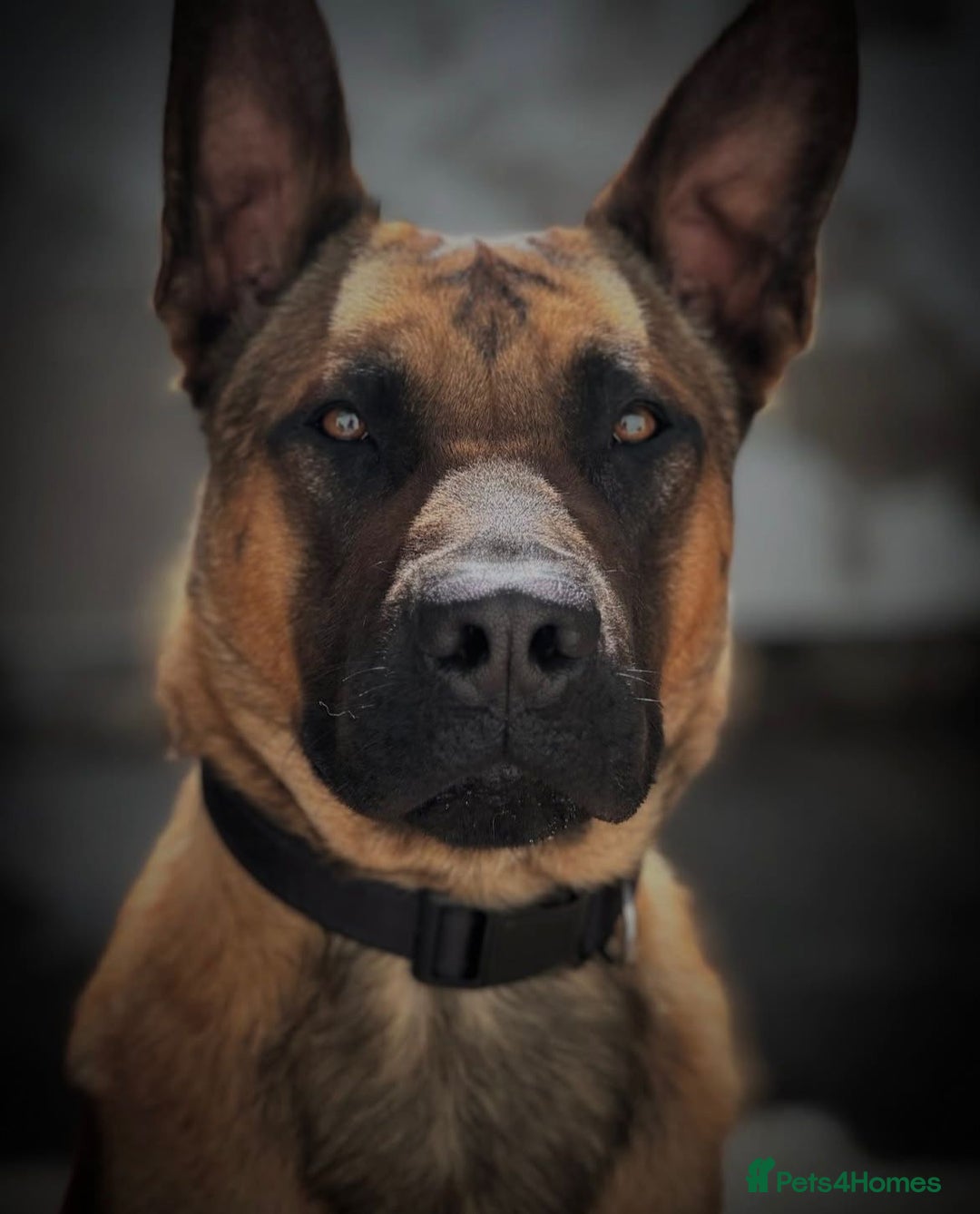 Belgian Shepherd Dog dogs for sale: Working Dutch shepherd/bull herder for rehome - Advert 2