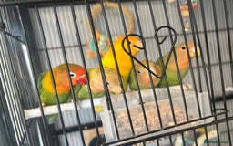 Lovebirds birds for sale: Young love bird for sale  - Image 1