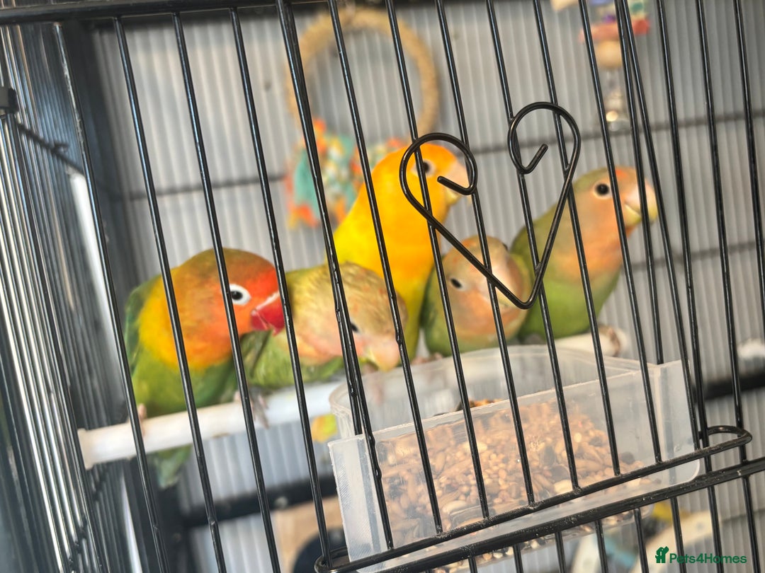 Lovebirds birds for sale: Young love bird for sale  - Image 1