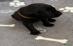 Labrador Retriever dogs for sale: Black Labrador retriever puppies KC registered - Image 18