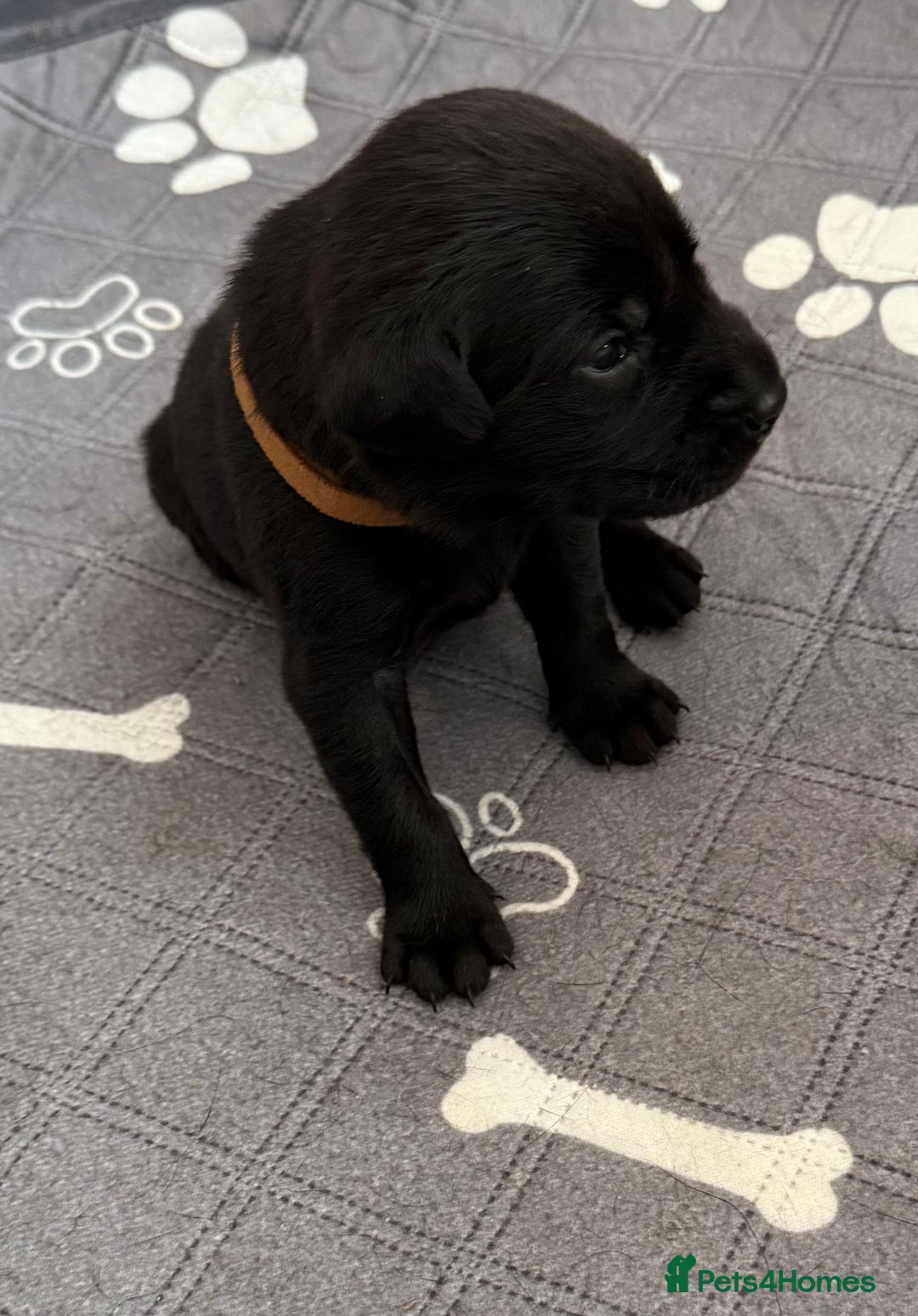 Labrador Retriever dogs for sale: Black Labrador retriever puppies KC registered - Image 18