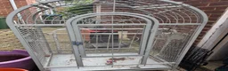Lovebirds birds for sale: Two bonded love birds for sale - Advert 2