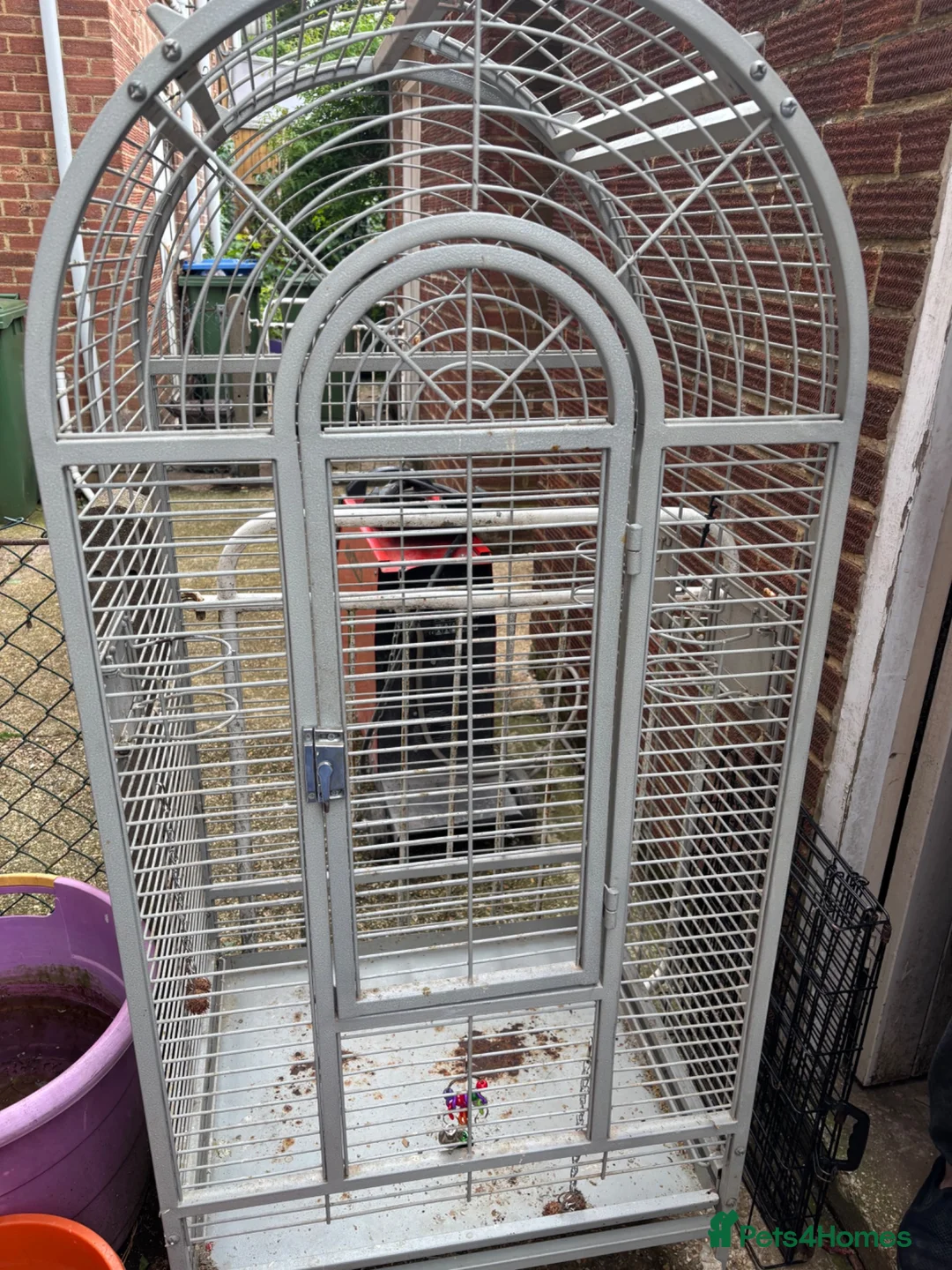 Lovebirds birds for sale: Two bonded love birds for sale - Advert 2