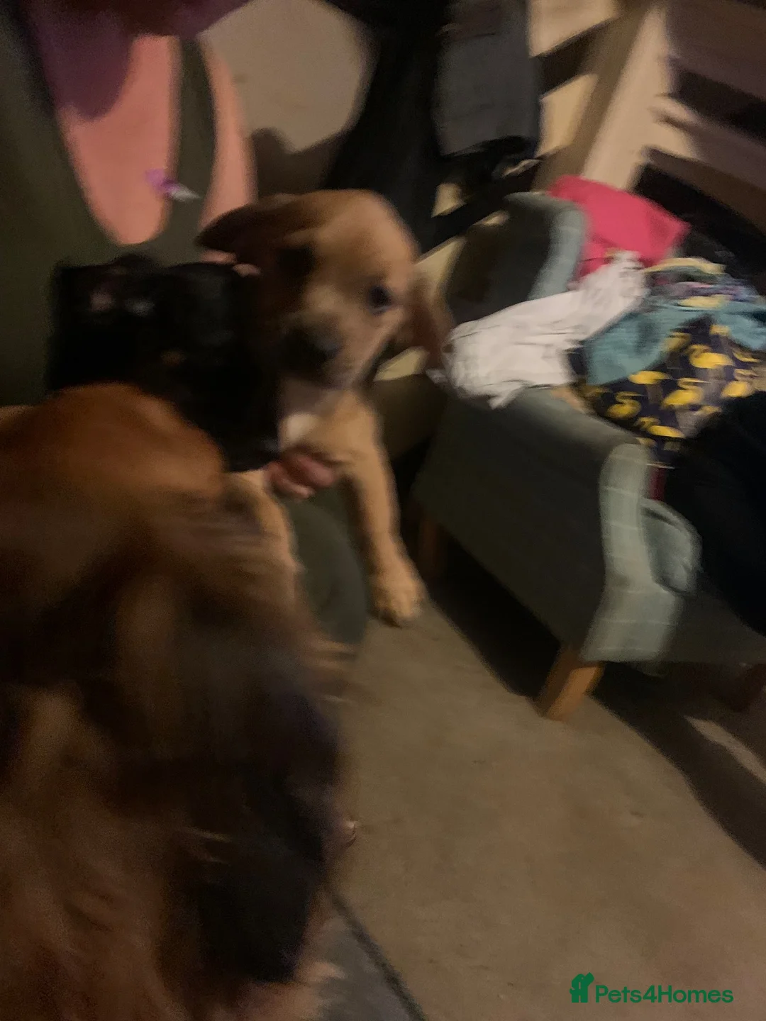Mixed Breed dogs for sale: 4 French wieners  - Advert 2