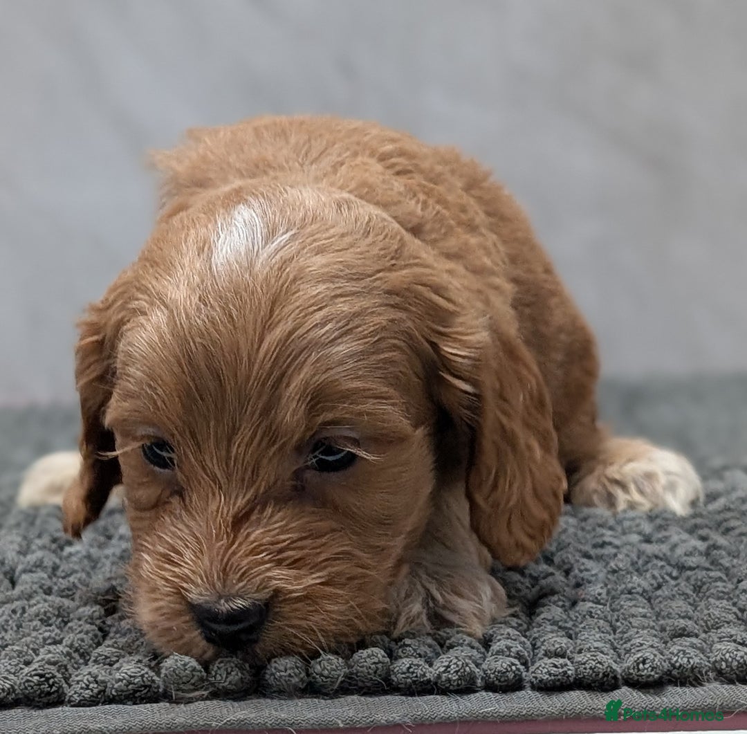 Cockapoo dogs for sale: Licensed breeder, health tested F1 cockapoo pups - Advert 11