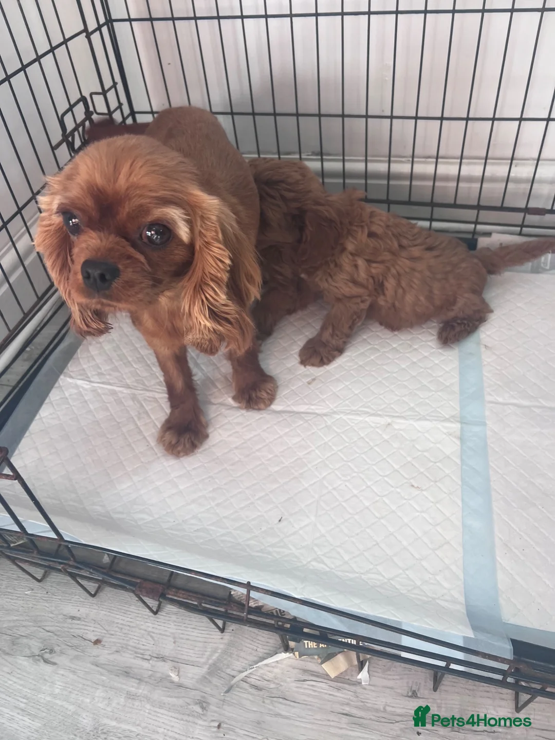 Cavapoo dogs for sale: Cavapoo in Wisbech - Advert 1