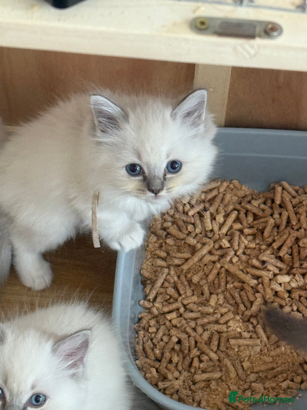 Ragdoll cats for sale: Gccf registered ragdoll kittens  - Image 19