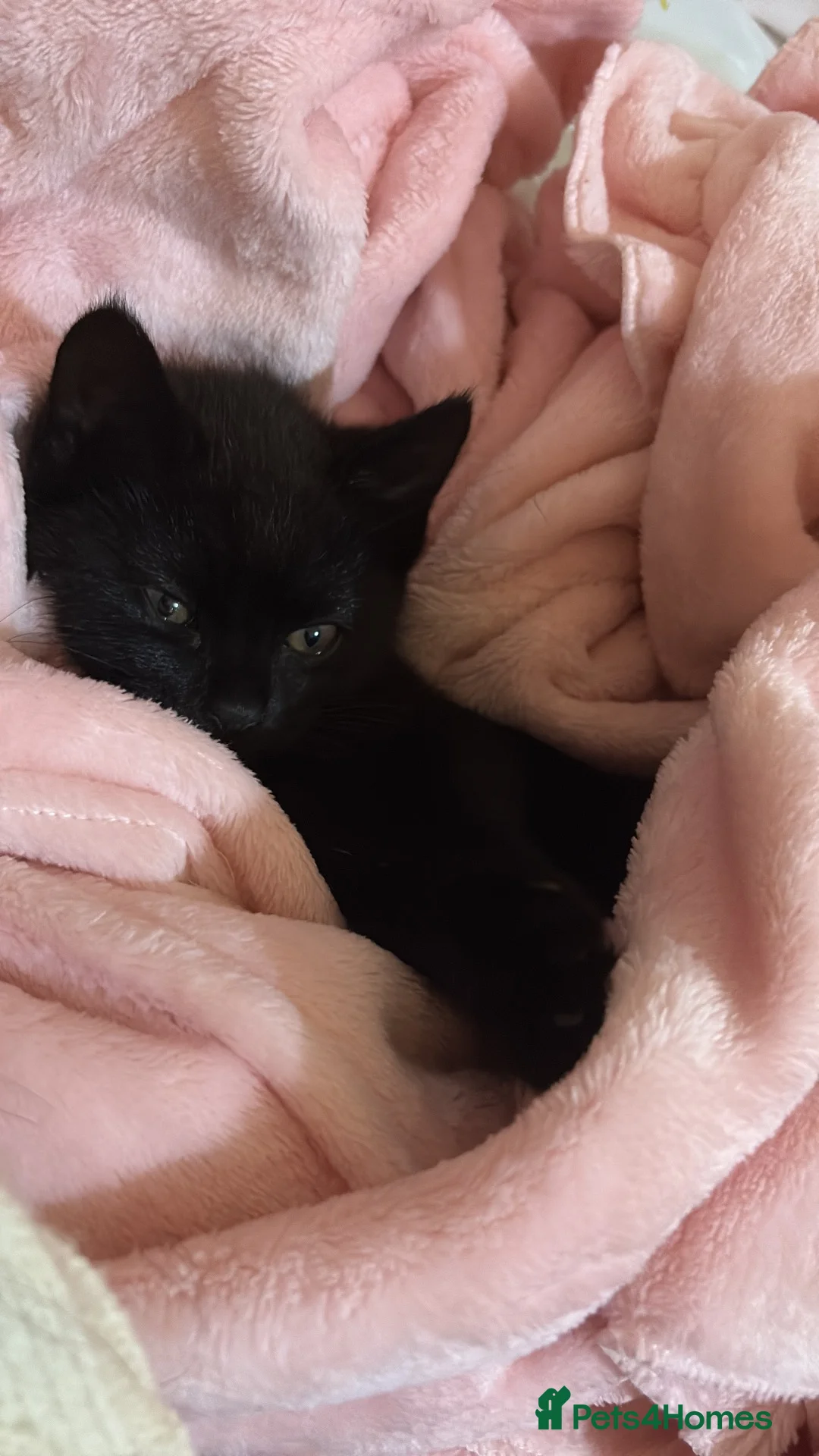 Mixed Breed cats for sale: Female kitten for rehoming £30 - Advert 2