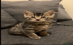 Mixed Breed cats for sale: 2 male Bengal mix kittens (ginger, black/grey) - Advert 8