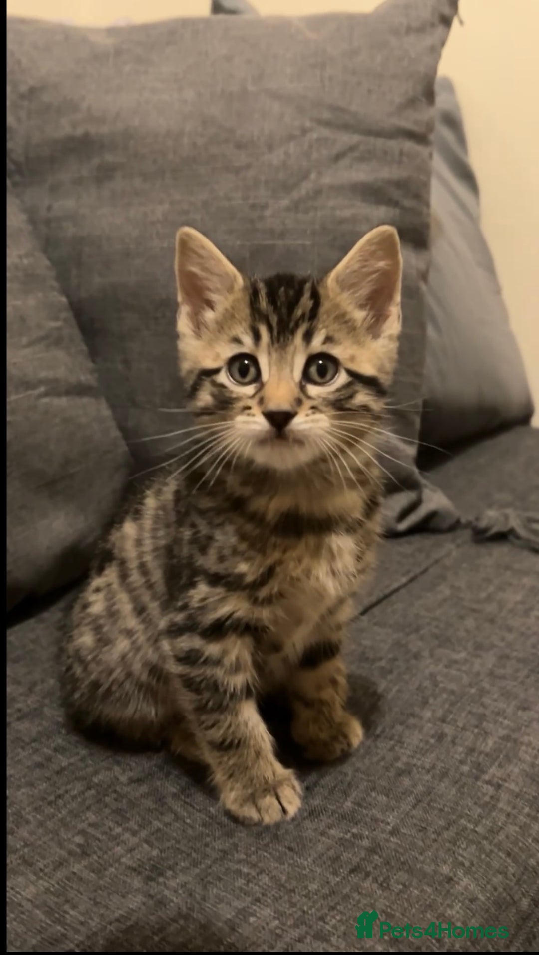 Mixed Breed cats for sale: 2 male Bengal mix kittens (ginger, black/grey) - Advert 8