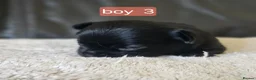 Chihuahua dogs for sale: 5 chiuaua baby boys - Advert 29