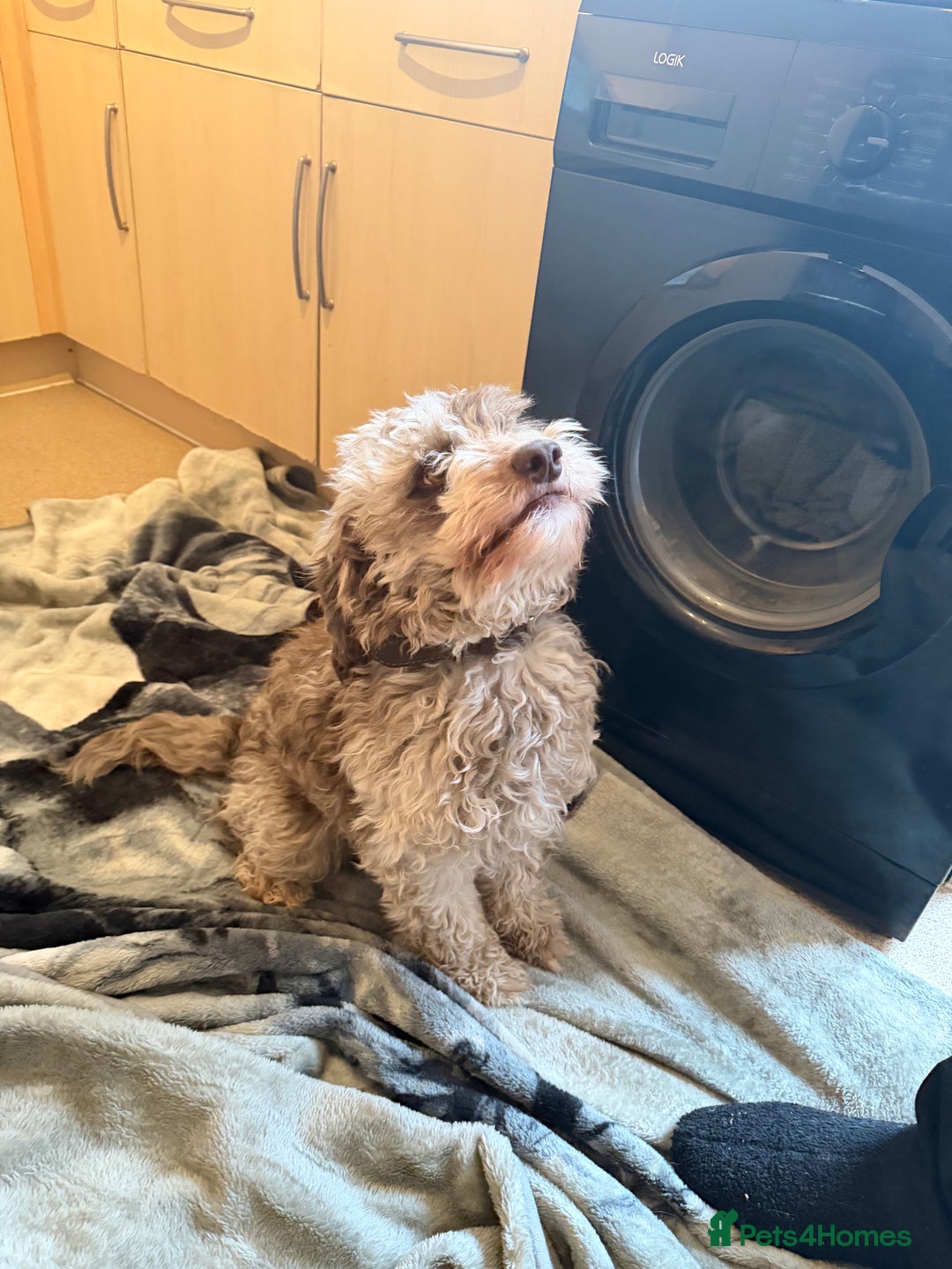 Cockapoo dogs for sale: Cockapoo - Advert 2