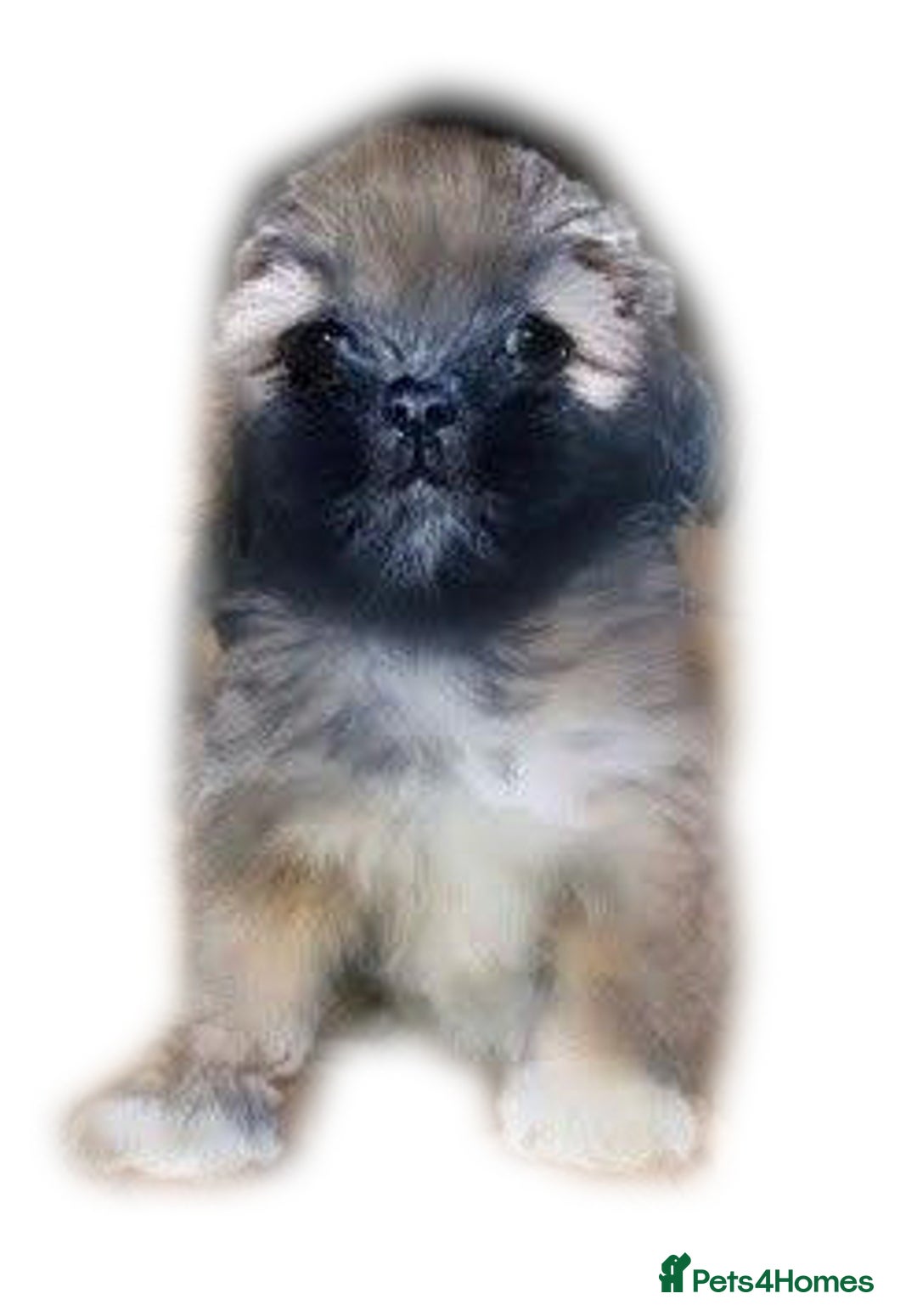 Lhasa Apso dogs for sale: KC Registered lhasa Apso puppies - Image 7