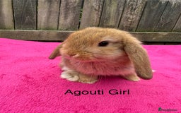 Mini Lop rabbits for sale: Friendly pure mini lops  - Image 6