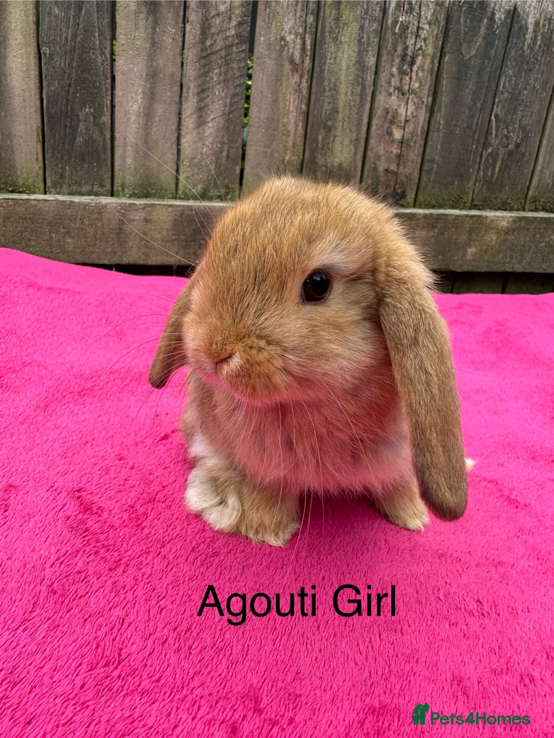 Mini Lop rabbits for sale: Friendly pure mini lops  - Image 6