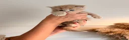 Maine Coon cats for sale: Stunning Mainecoons  in Teignmouth - Advert 14
