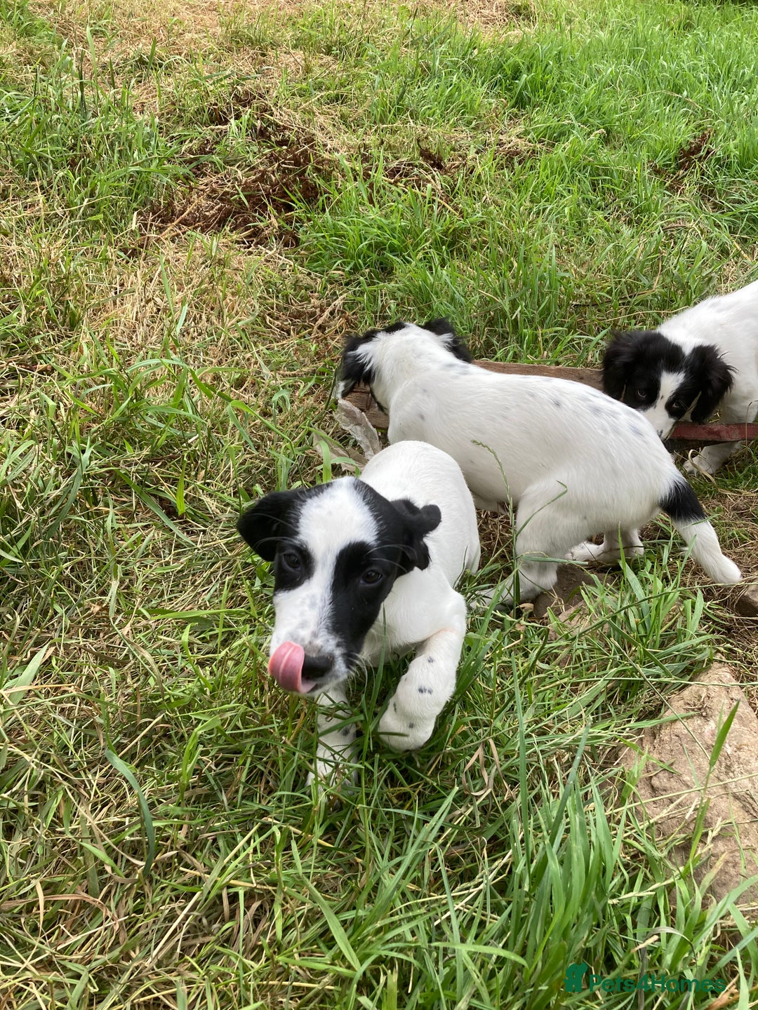 Mixed Breed dogs for sale: Border collie cross puppies  - Image 10
