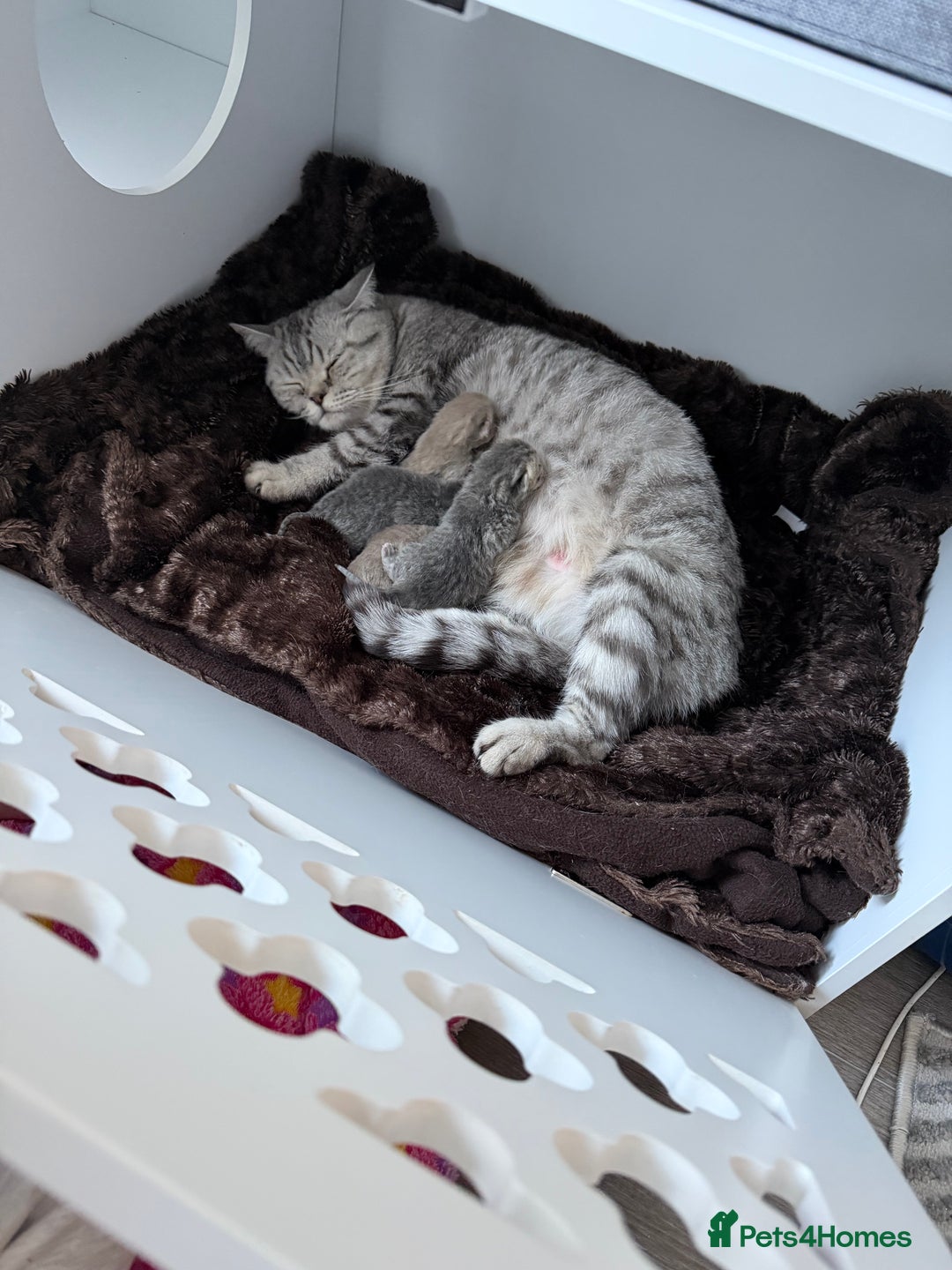 British Shorthair cats for sale: British short hair kittens  - Advert 17