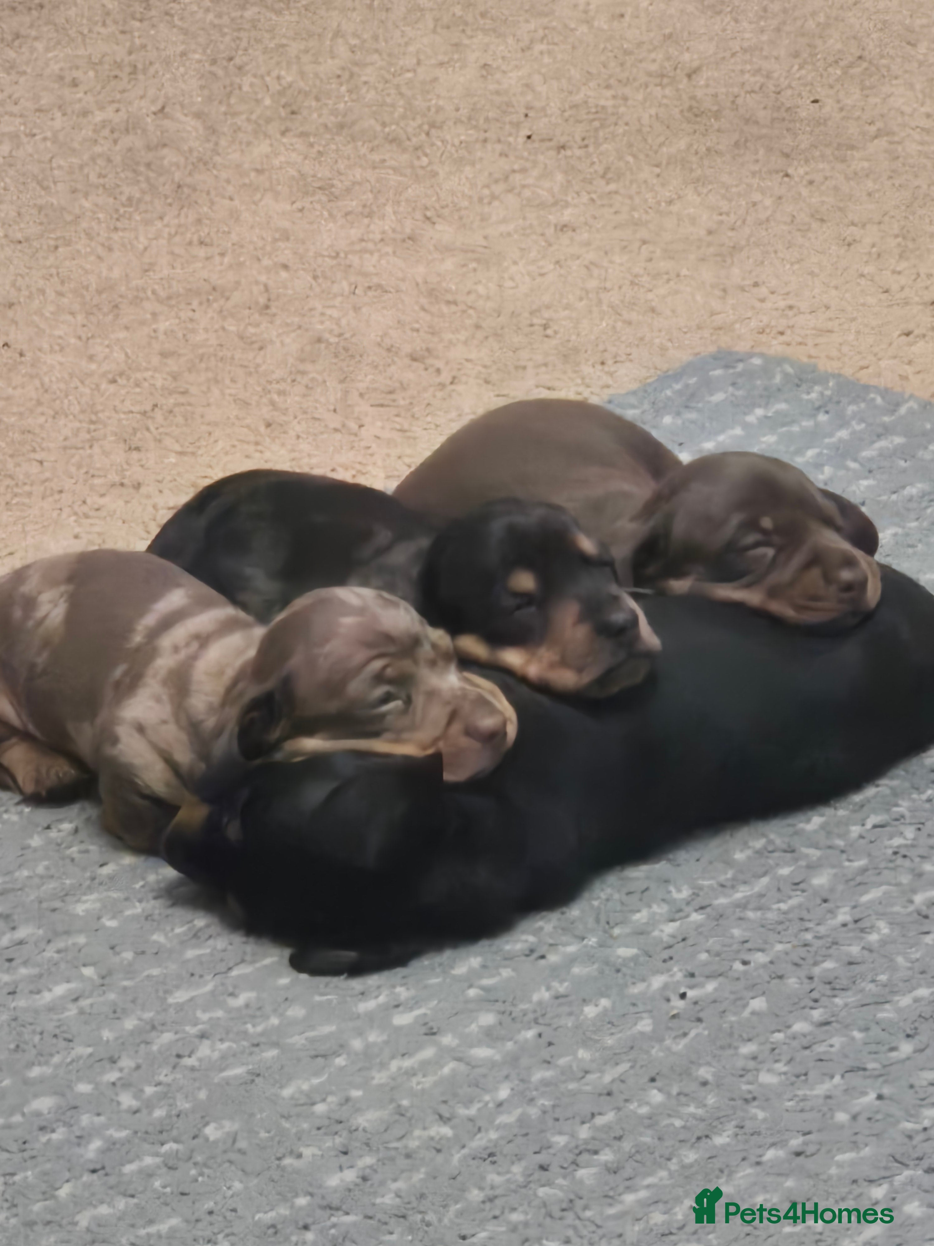 Miniature Dachshund dogs Miniature Dachshund puppies  in Wigton - Advert 1