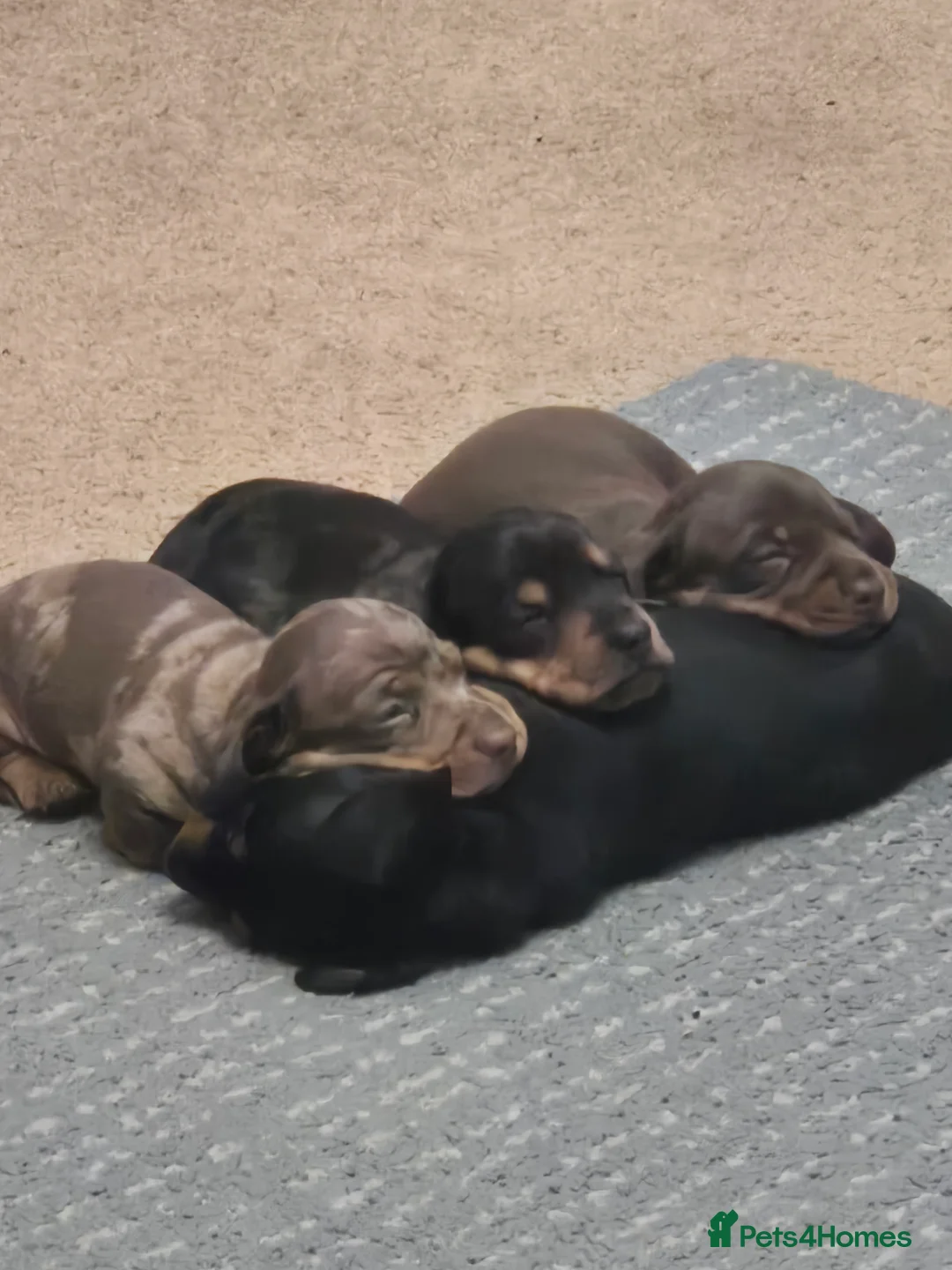 Miniature Dachshund dogs for sale: Miniature Dachshund puppies  in Wigton - Advert 1