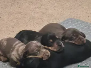 Miniature Dachshund dogs Miniature Dachshund puppies in Wigton - Advert 1