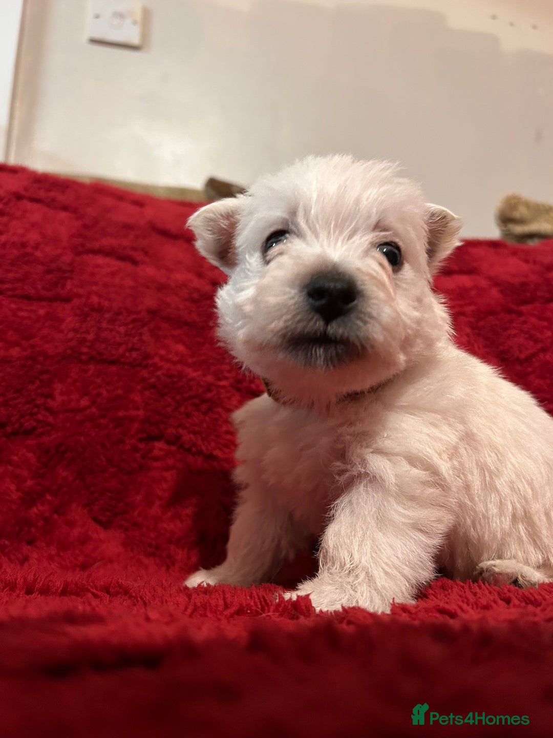 West Highland Terrier dogs for sale: West highland puppies - Advert 21