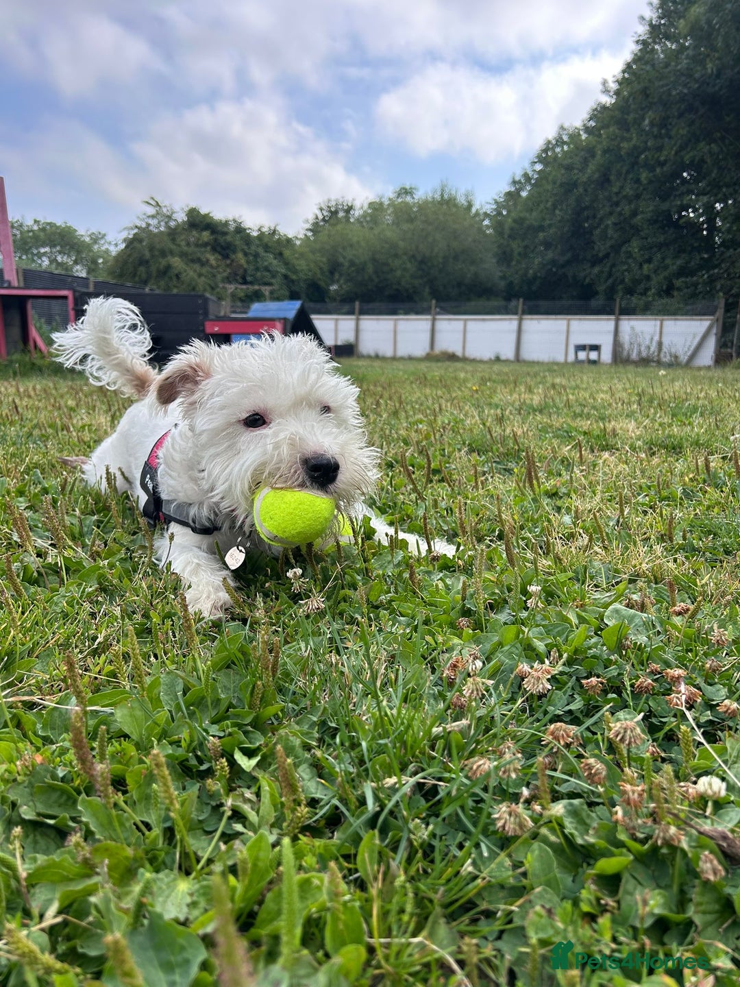 Patterdale Terrier dogs for adoption: Peanut - Image 4