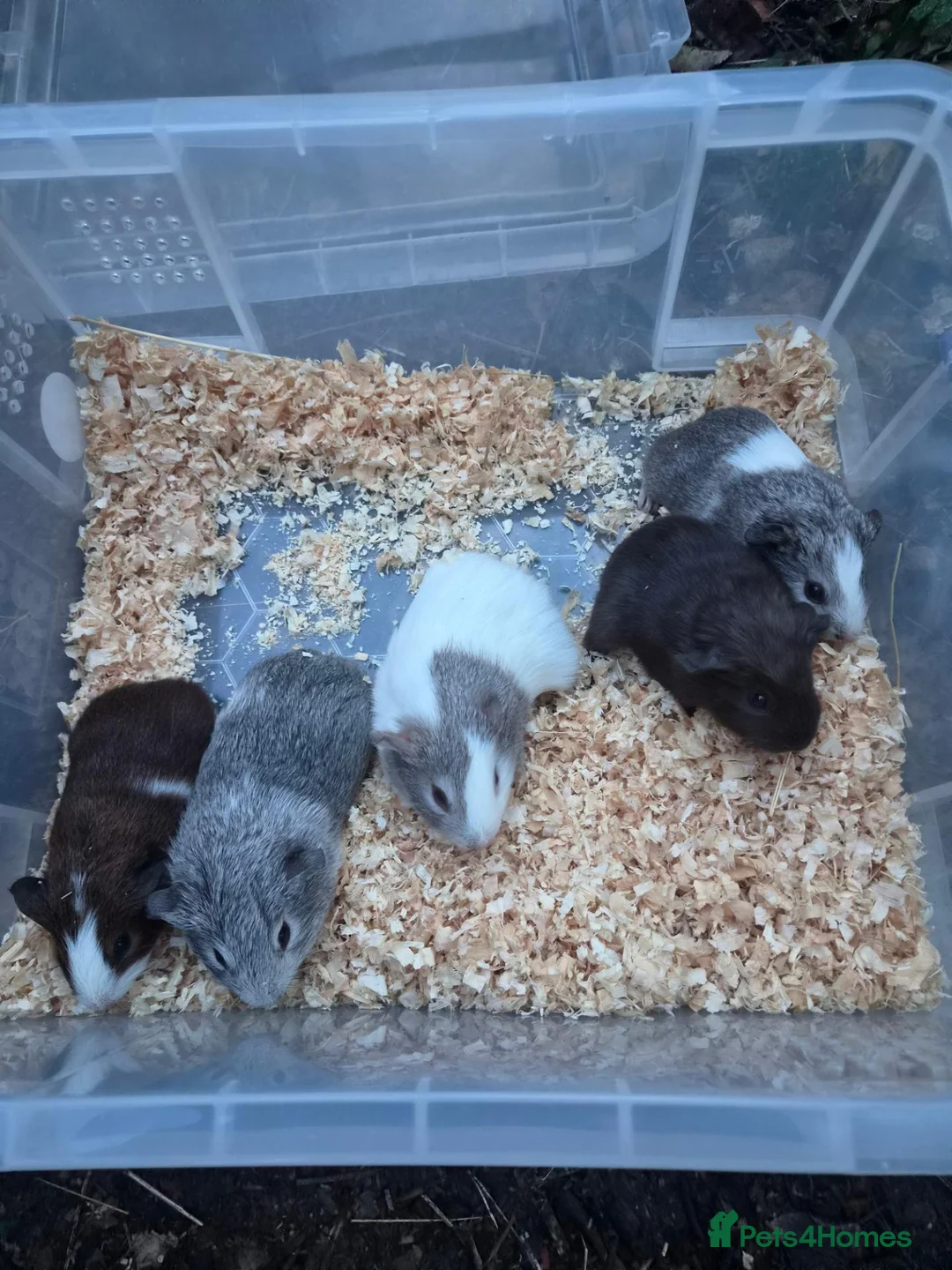 Guinea Pig rodents for sale: 5 baby male guinea pigs for sale £25 each  in Manchester - Advert 1