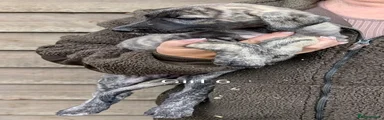 Irish Wolfhound 11