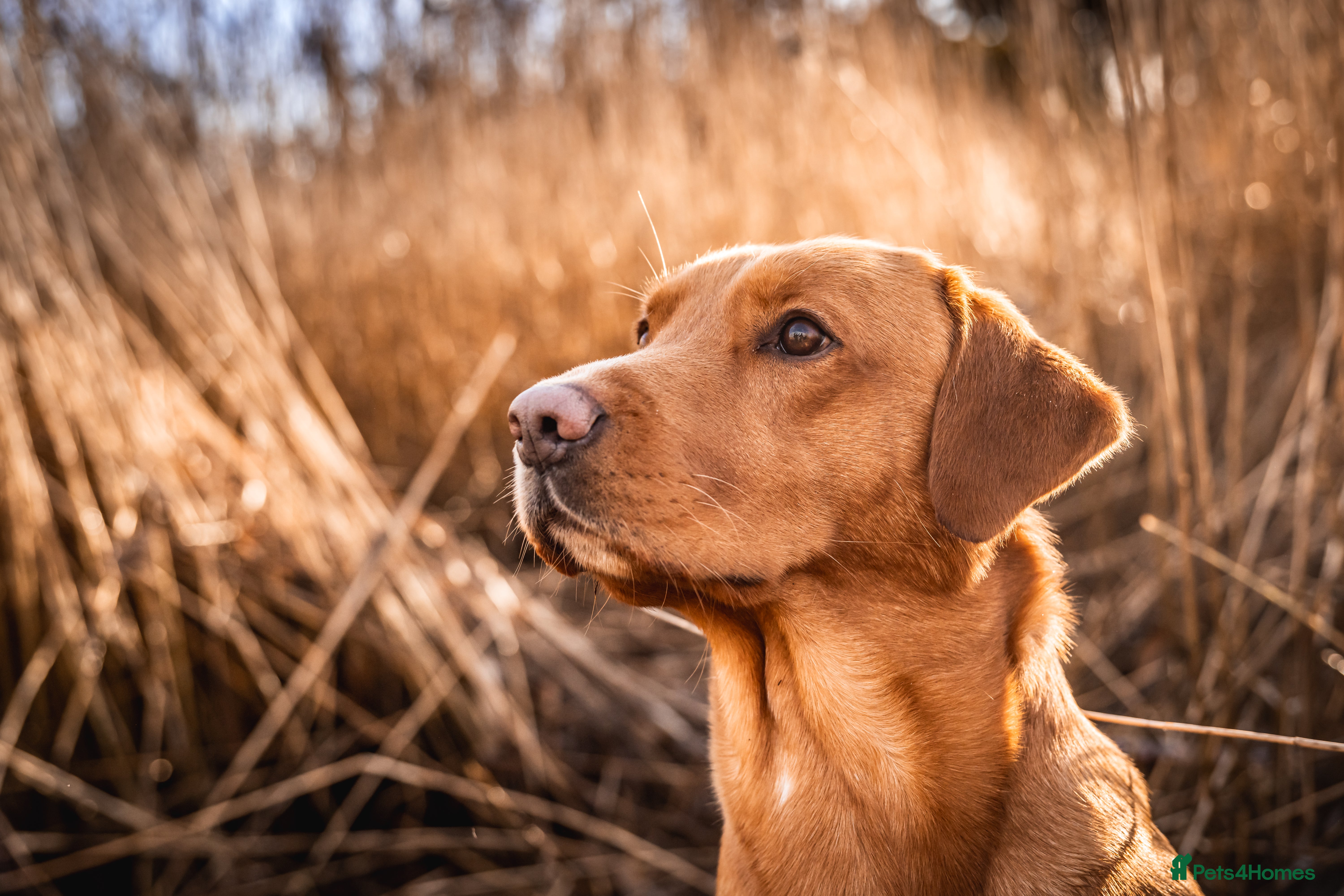 Labrador Retriever dogs paddy in Cottingham - Advert 2