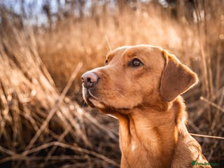 Labrador Retriever dogs paddy in Cottingham - Advert 13
