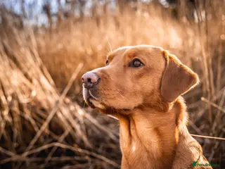 Labrador Retriever dogs paddy in Cottingham - Advert 5